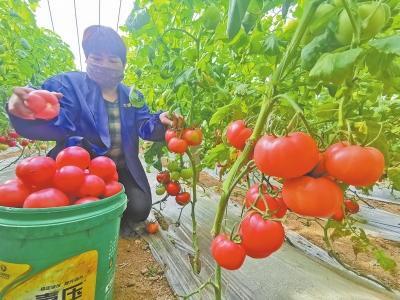 创新产业扶贫模式 网上销售农产品，带动群众脱贫致富