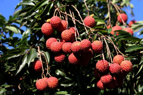 农产品电商全线“翻车”，水果蔬菜肉蛋价格下跌背后原因分析