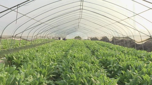 掌上峡江 农产品搭上网络快车，销量倍增